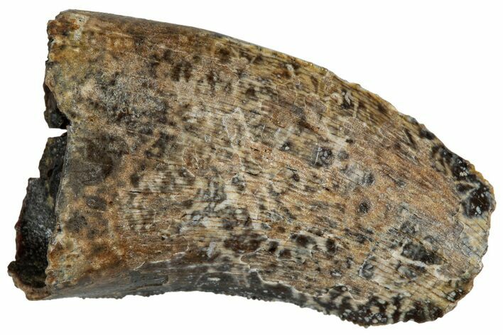 Tyrannosaur (Nanotyrannus?) Tooth - Wyoming #263420